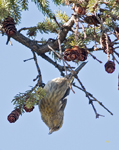 White winged Crossbill 5185